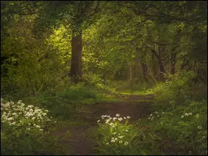 Ścieżka z kwiatami w lesie
