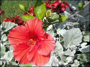 Ogród, Kwiat, Hibiskus, Czerwony