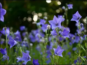 Niebieskie kwiaty rozwaru wielkokwiatowego