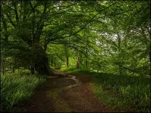 Droga w zielonym lesie z trawami