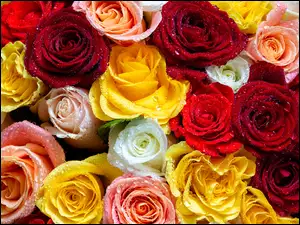 Krople, Kolorowe, Róże