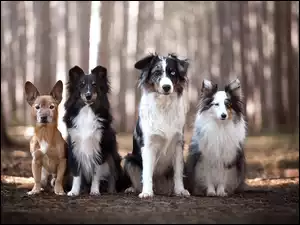 Cztery psy w lesie