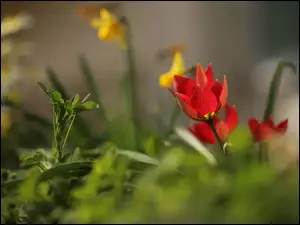 Kwiaty, Dzikie tulipany, Czerwone