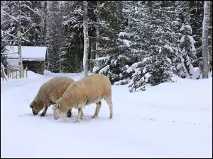 Owce na śniegu przy lesie