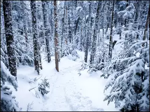 Ośnieżone drzewa w zimowym lesie