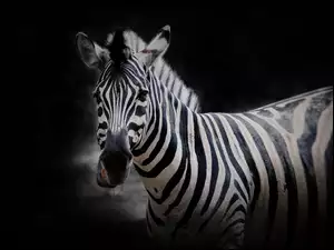 Zebra w paski na czarnym tle
