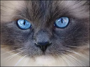 Kot rasy radgoll z niebieskim oczami