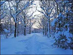 Las, Zima, Śnieg, Ślady, Drzewa, Ścieżka