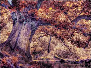 rzeka, Jesień, Drzewo
