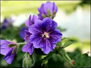 Bodziszek wspaniaĹy, Fioletowe, Kwiaty