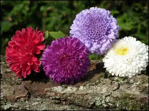 Astry, Kora, Kwiaty