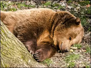 Śpiący za drzewem niedźwiedź brunatny
