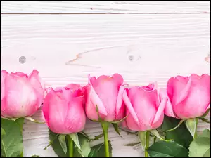 Różowe róże z listkami na deskach