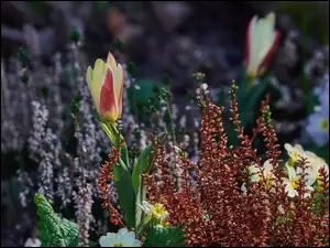 Wrzos, Kwiaty, Tulipan