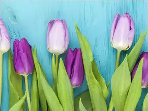 Tulipany położone na niebieskich deskach