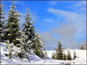 Zima, Rosja, Śnieg, Drzewa