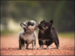 Szczeniaczki Chihuahua w przyjacielskim geście