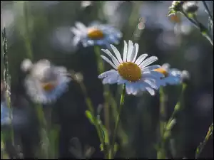Krople, Kwiaty, Rumianek