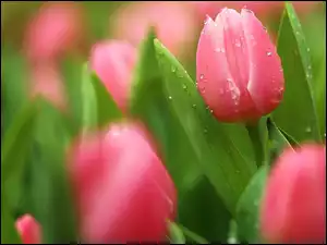 Krople rosy na tulipanach w rozmyciu