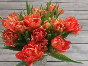 Bukiet, Rozkwitające, Czerwone, Tulipany