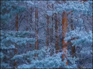 Zima, Las, Drzewa, Szron