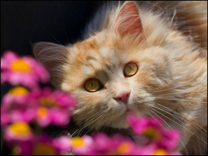 Rozmycie, Kot, Spojrzenie, Kwiaty