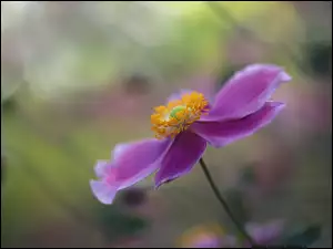 Kwiat, Zawilec japoĹski, Liliowy