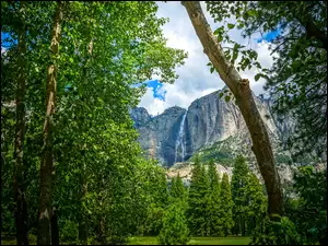 Las z widokiem na góry w Parku Narodowym Yosemite