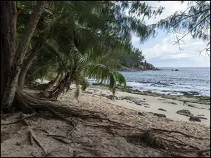 Palmy na plaży na Szeszelach