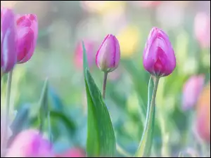 PÄki, Kwiaty, RĂłĹźowe, Tulipany