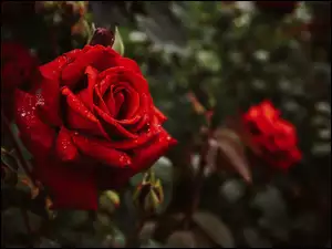 Zbliżenie, Mokra, Czerwona, Róża