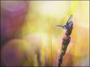 Motyl na źdźble kwitnącej trawy