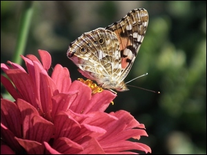 Cynia, Motyl, RusaĹka osetnik, Kwiat