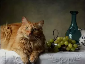 Kot leży na stole obok kiści winogron