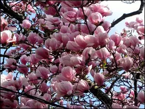 Kwiaty, Kwitnący, Krzew, Magnolia