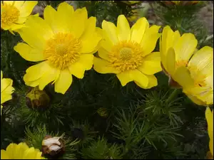 Żółte kwiaty miłka wiosennego
