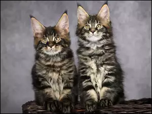 Dwa małe koty rasy Maine coon