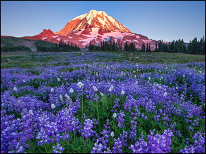 Park Narodowy Mount Rainier, Góry, Kwiaty, Stan Waszyngton, Drzewa, Łubin, Stany Zjednoczone, Łąka