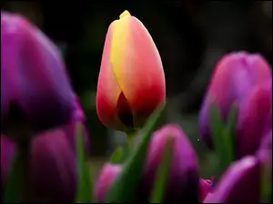Fioletowe i czerwone tulipany w rozmyciu