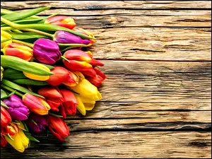 Bukiet kolorowych tulipanów ułożony na deskach