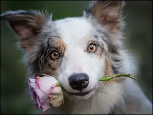 Róża, Pies, Border collie, Kwiat