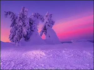 Krajobraz zimowych gór z zaśnieżonymi świerkami