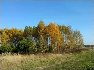 Las, Jesień, Pole