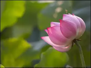 Lotos, Rozkwitający, Kwiat