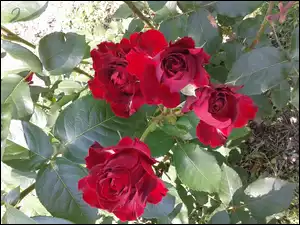 Krzak, Lato, Czerwone, Róże