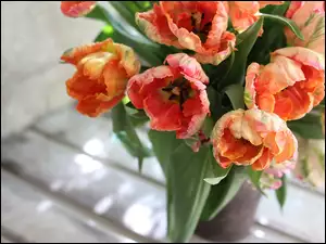 Bukiet łososiowatych tulipanów w wazonie