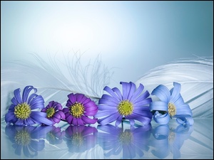 Zbliżenie, Kwiaty, Niebieskie, Piórka