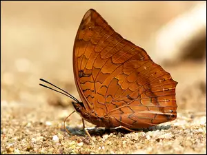 Brązowy motyl na piasku