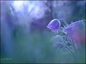 Kwiat, Sasanka, Fioletowy