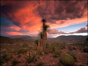 Zachód Słońca nad pustynnymi kaktusami